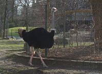 Dateiname=Vogel-Strauss-20140207-052.jpg
Dateigröße=286KB
Abmessungen: 880x641
hinzugefügt am: 06. Januar 2016 Vogel-Strauss-20140207-052.jpg