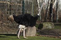Dateiname=Vogel-Strauss-20140207-057.jpg
Dateigröße=249KB
Abmessungen: 880x584
hinzugefügt am: 06. Januar 2016 Vogel-Strauss-20140207-057.jpg
