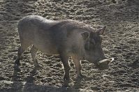 Dateiname=Warzenschwein-20140207-210.jpg
Dateigröße=294KB
Abmessungen: 880x584
hinzugefügt am: 06. Januar 2016 Warzenschwein-20140207-210.jpg