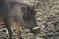 Dateiname=Warzenschwein-20140207-211.jpg
Dateigröße=263KB
Abmessungen: 880x584
hinzugefügt am: 06. Januar 2016 Warzenschwein-20140207-211.jpg