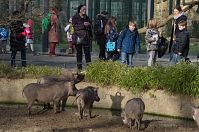 Dateiname=Warzenschwein-20140207-213.jpg
Dateigröße=290KB
Abmessungen: 880x584
hinzugefügt am: 06. Januar 2016 Warzenschwein-20140207-213.jpg