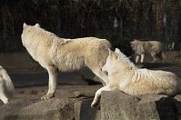 Dateiname=Wolf-20140206-056.jpg
Dateigröße=167KB
Abmessungen: 880x584
hinzugefügt am: 06. Januar 2016 Wolf-20140206-056.jpg