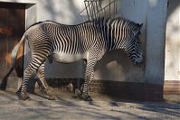 Dateiname=Zebra-20140313-293.jpg
Dateigröße=211KB
Abmessungen: 880x586
hinzugefügt am: 06. Januar 2016 Zebra-20140313-293.jpg