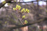 Flora-Baum-Ahorn-20020331-01.jpg