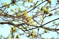 Flora-Baum-Ahorn-20020331-02.jpg