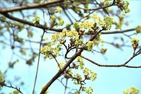 Flora-Baum-Ahorn-20020331-03.jpg