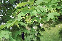 Flora-Baum-Ahorn-200205-18.jpg