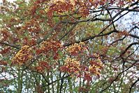 Flora-Baum-Ahorn-20020500-38.jpg