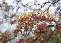 Flora-Baum-Ahorn-20020500-39.jpg