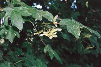 Flora-Baum-Ahorn-20020700-11.jpg