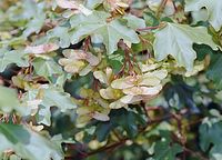 Flora-Baum-Ahorn-20040600-02.jpg