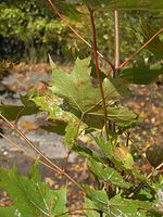 Flora-Baum-Ahorn-20041009-13.jpg