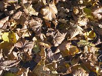 Flora-Baum-Ahorn-20041009-41.jpg