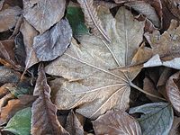 Flora-Baum-Ahorn-20041124-03.jpg