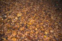 Flora-Baum-Ahorn-20051106-40.jpg