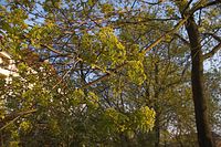 Flora-Baum-Ahorn-20060423-03.jpg