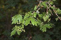 Flora-Baum-Ahorn-20060507-41.jpg