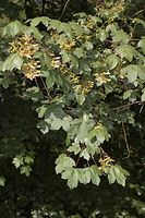 Flora-Baum-Ahorn-20060514-11.jpg