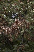 Flora-Baum-Ahorn-20061008-15.jpg