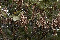 Flora-Baum-Ahorn-20061008-17.jpg