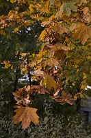 Flora-Baum-Ahorn-20061021-17.jpg