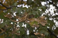 Flora-Baum-Ahorn-20061021-21.jpg