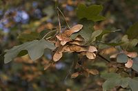 Flora-Baum-Ahorn-20061021-45.jpg