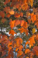 Flora-Baum-Ahorn-20061021-67.jpg