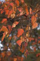 Flora-Baum-Ahorn-20061021-68.jpg