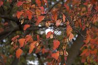 Flora-Baum-Ahorn-20061021-70.jpg