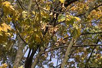 Flora-Baum-Ahorn-20061026-11.jpg