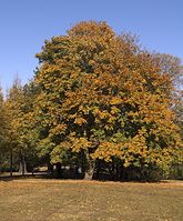 Flora-Baum-Ahorn-20061027-17.jpg