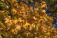 Flora-Baum-Ahorn-20061027-18.jpg