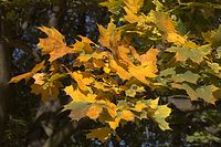 Flora-Baum-Ahorn-20061027-19.jpg