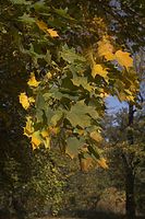 Flora-Baum-Ahorn-20061027-20.jpg