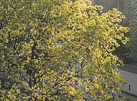 Flora-Baum-Ahorn-20070412-44.jpg