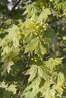 Flora-Baum-Ahorn-20070422-05.jpg