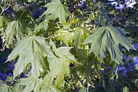 Flora-Baum-Ahorn-20070422-06.jpg