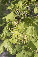 Flora-Baum-Ahorn-20070422-07.jpg