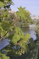 Flora-Baum-Ahorn-20070422-10.jpg