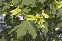 Flora-Baum-Ahorn-20070506-59.jpg