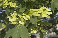 Flora-Baum-Ahorn-20070506-60.jpg