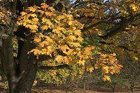 Flora-Baum-Ahorn-20081101-21.jpg