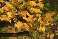Flora-Baum-Ahorn-20081101-22.jpg