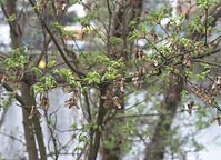 Flora-Baum-Ahorn-20100411-049.jpg