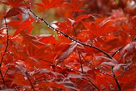 Flora-Baum-Ahorn-20101031-55.jpg