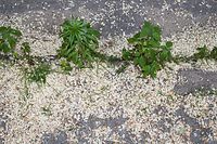 Flora-Baum-Akazien-Pollen-20060615-14.jpg