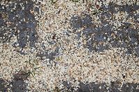 Flora-Baum-Akazien-Pollen-20060615-15.jpg