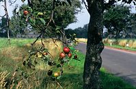 Flora-Baum-Apfel-1994-05.jpg