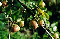 Flora-Baum-Apfel-1996-01.jpg
